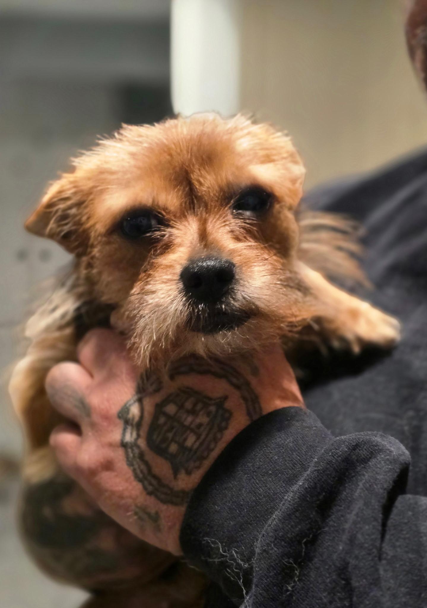 Enlarge TIny Tina, an adopted mixed breed in Petaluma, CA image 3/5
