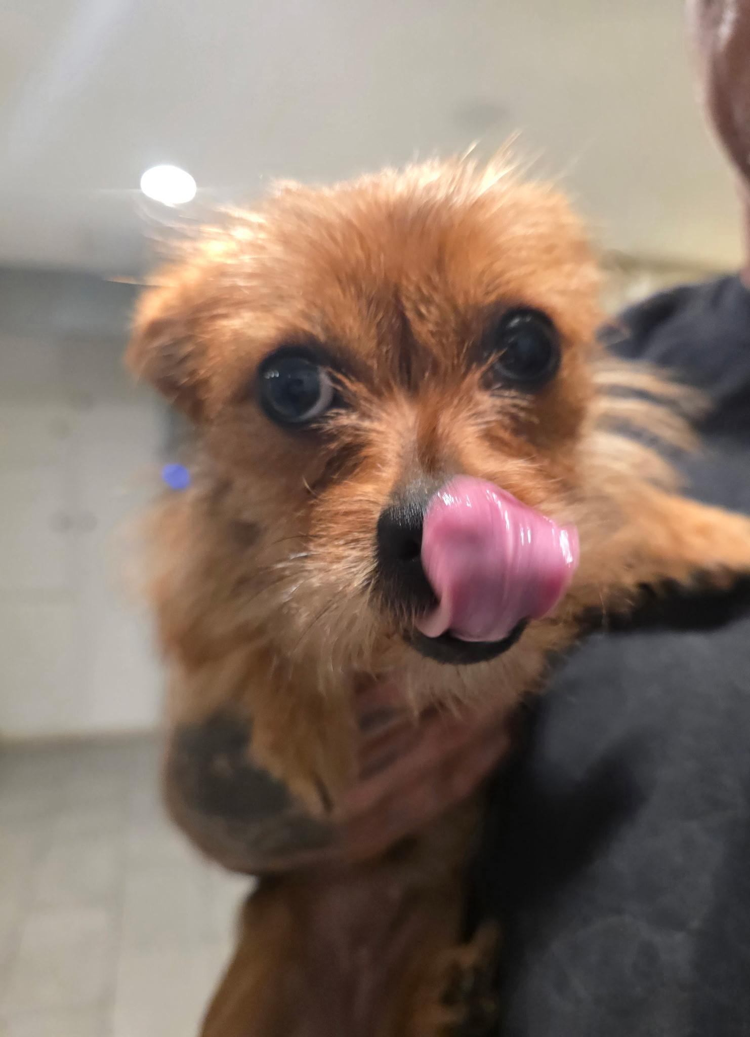 Enlarge TIny Tina, an adopted mixed breed in Petaluma, CA image 4/5