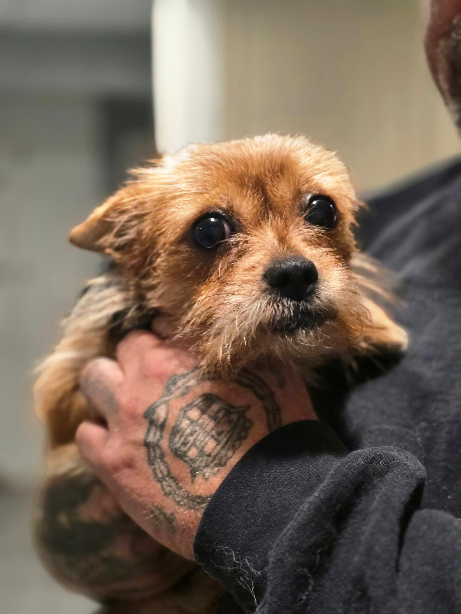 Enlarge TIny Tina, an adopted mixed breed in Petaluma, CA image 2/5