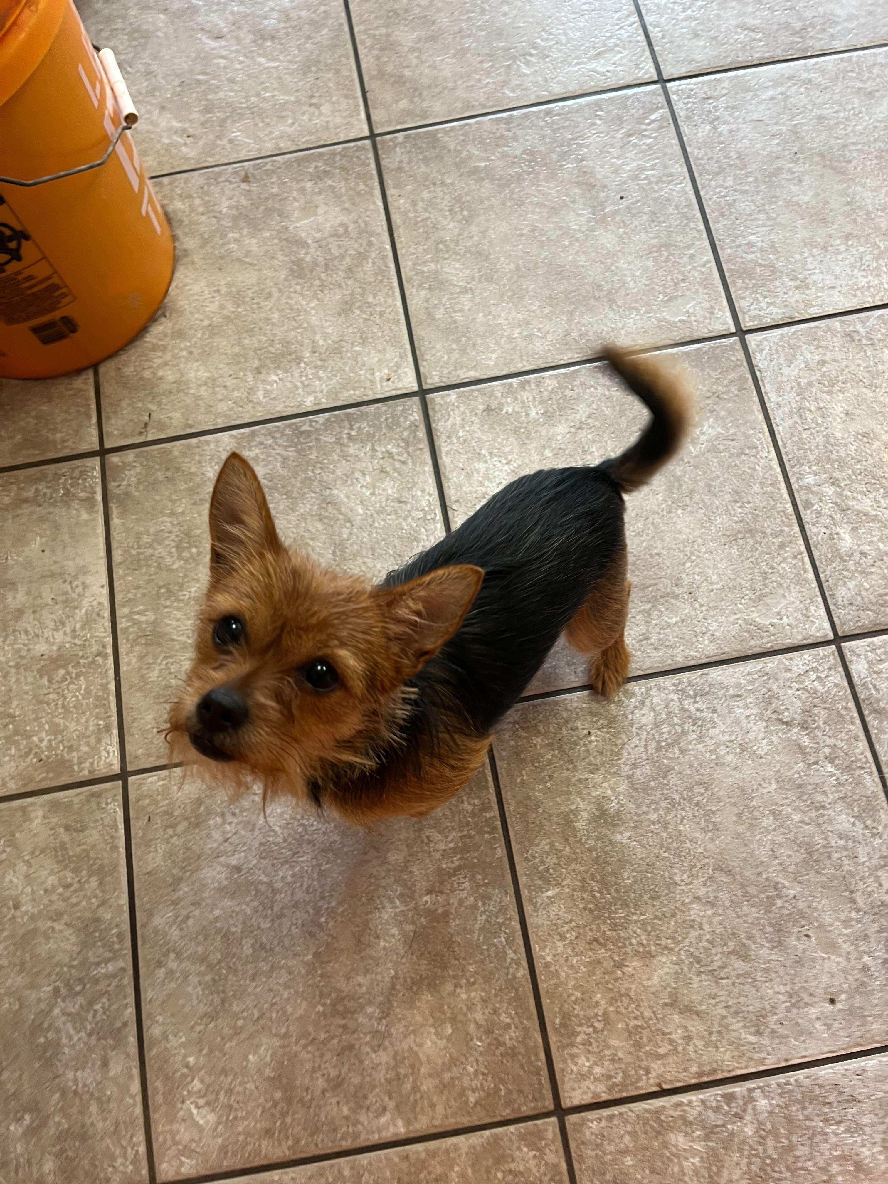 TIny Tina, adopted, Puppy Female Yorkshire Terrier & Brussels Griffon.