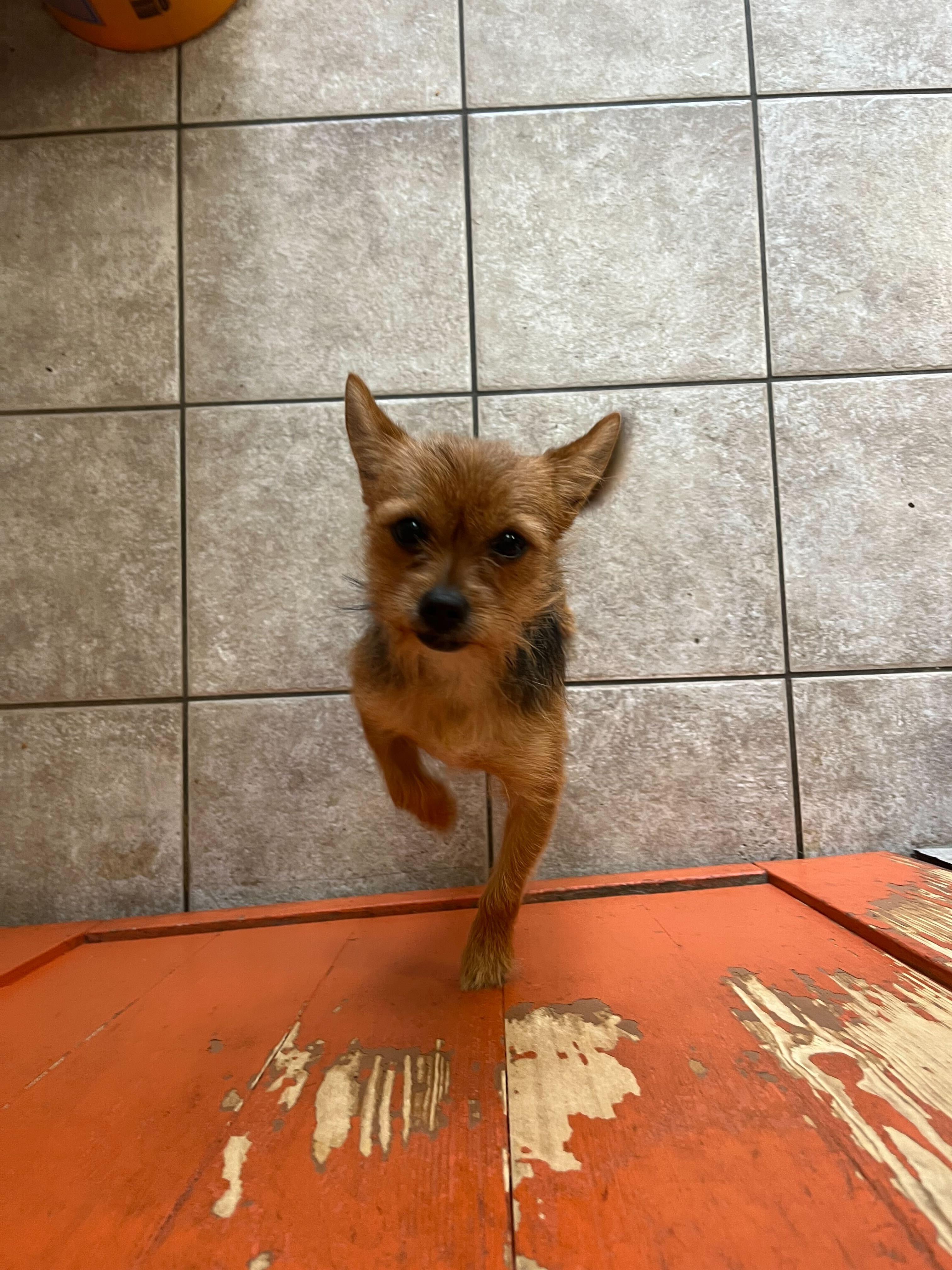 Enlarge TIny Tina, an adopted mixed breed in Petaluma, CA image 5/5