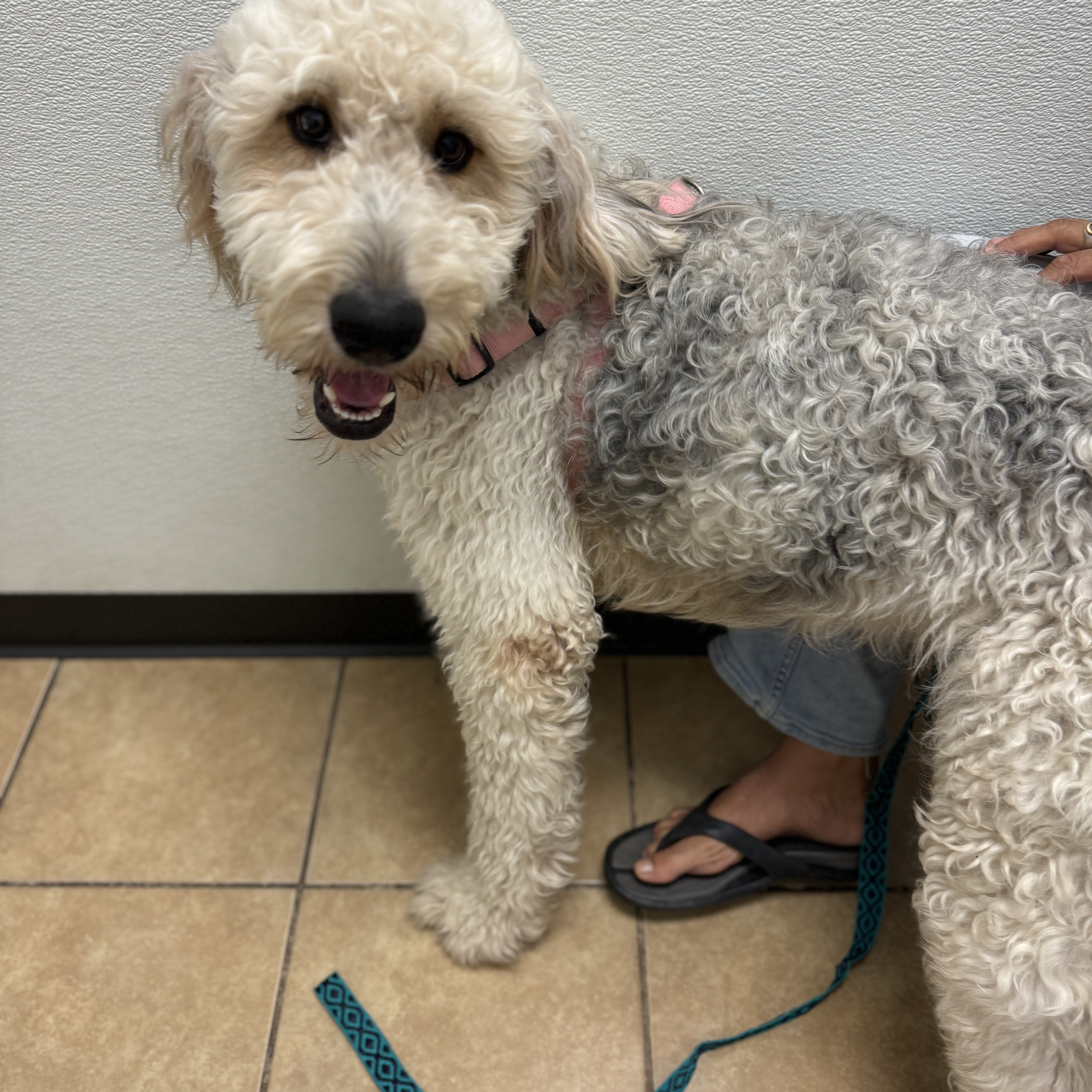 Sugar, Adopted, Young Female Labradoodle.