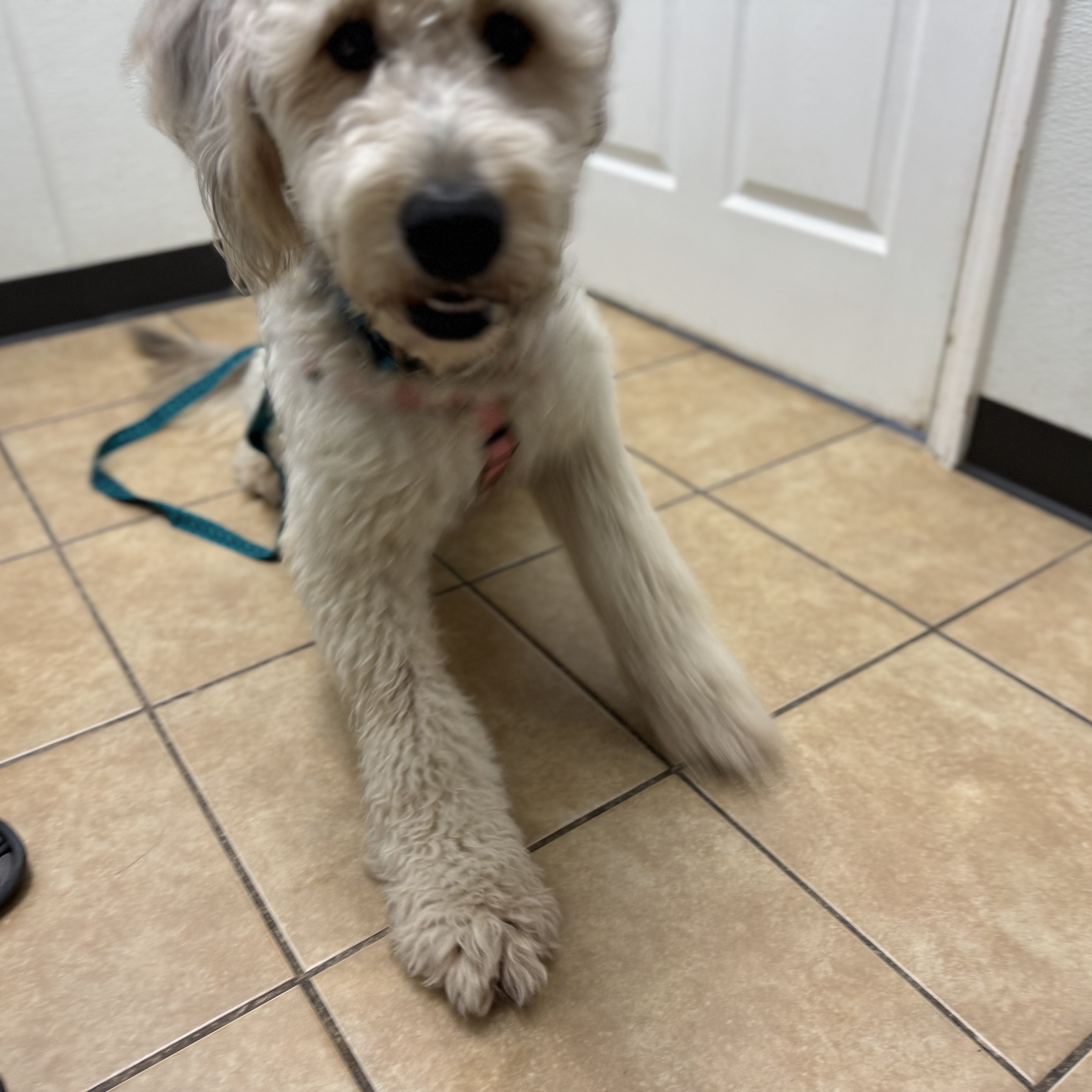 Sugar, a Adopted mixed breed in Alden, NY image 2/5