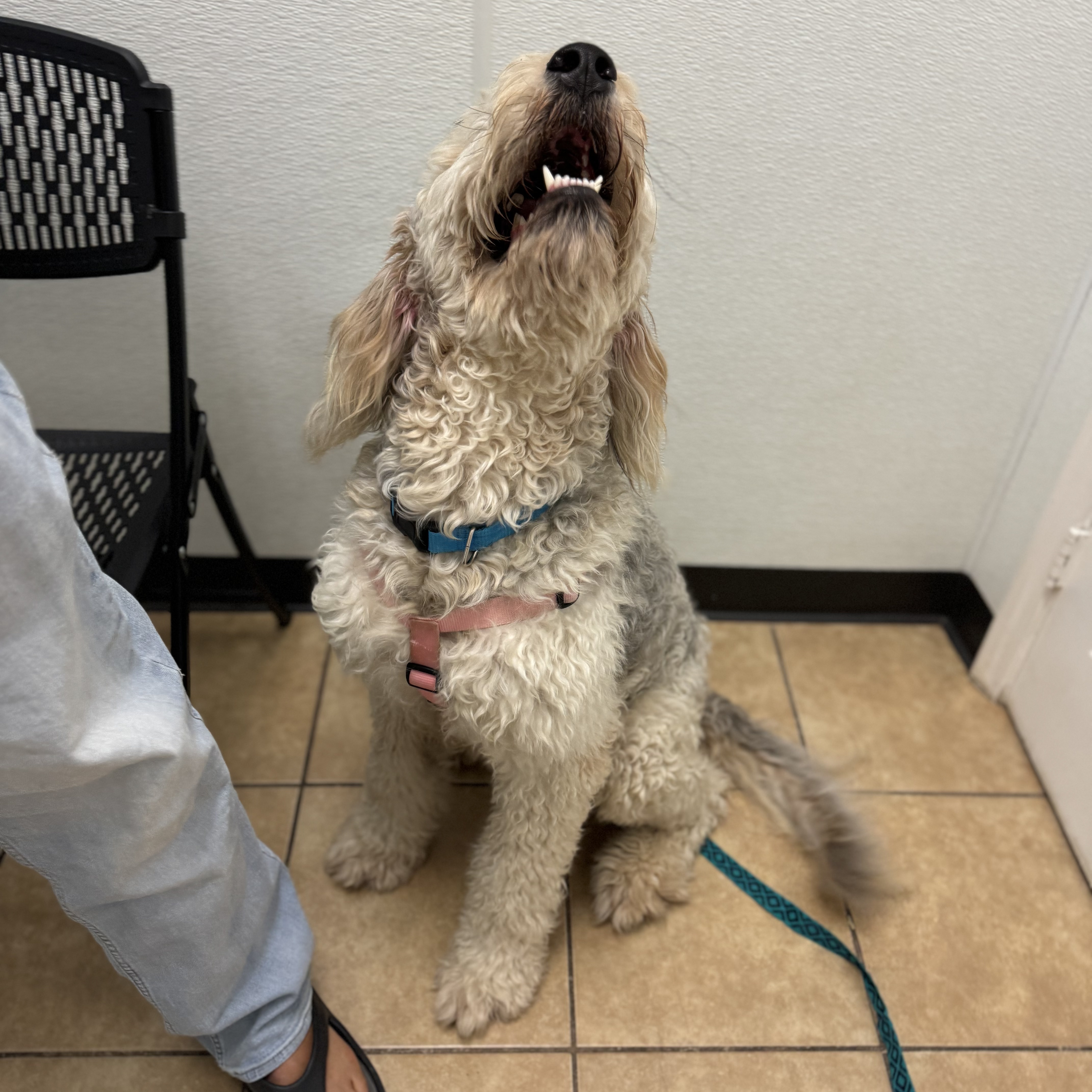 Sugar, a Adopted mixed breed in Alden, NY image 3/5