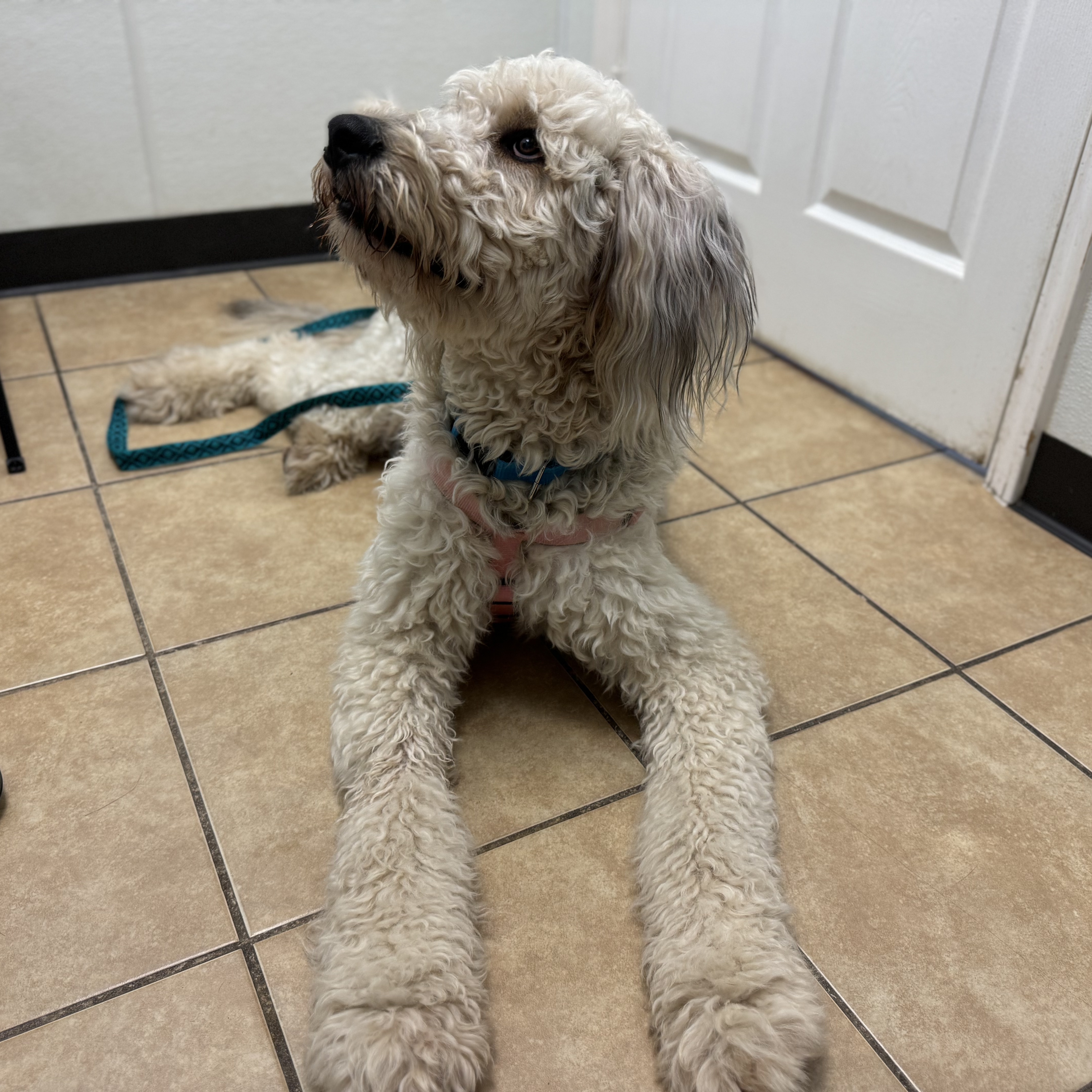 Sugar, a Adopted mixed breed in Alden, NY image 4/5