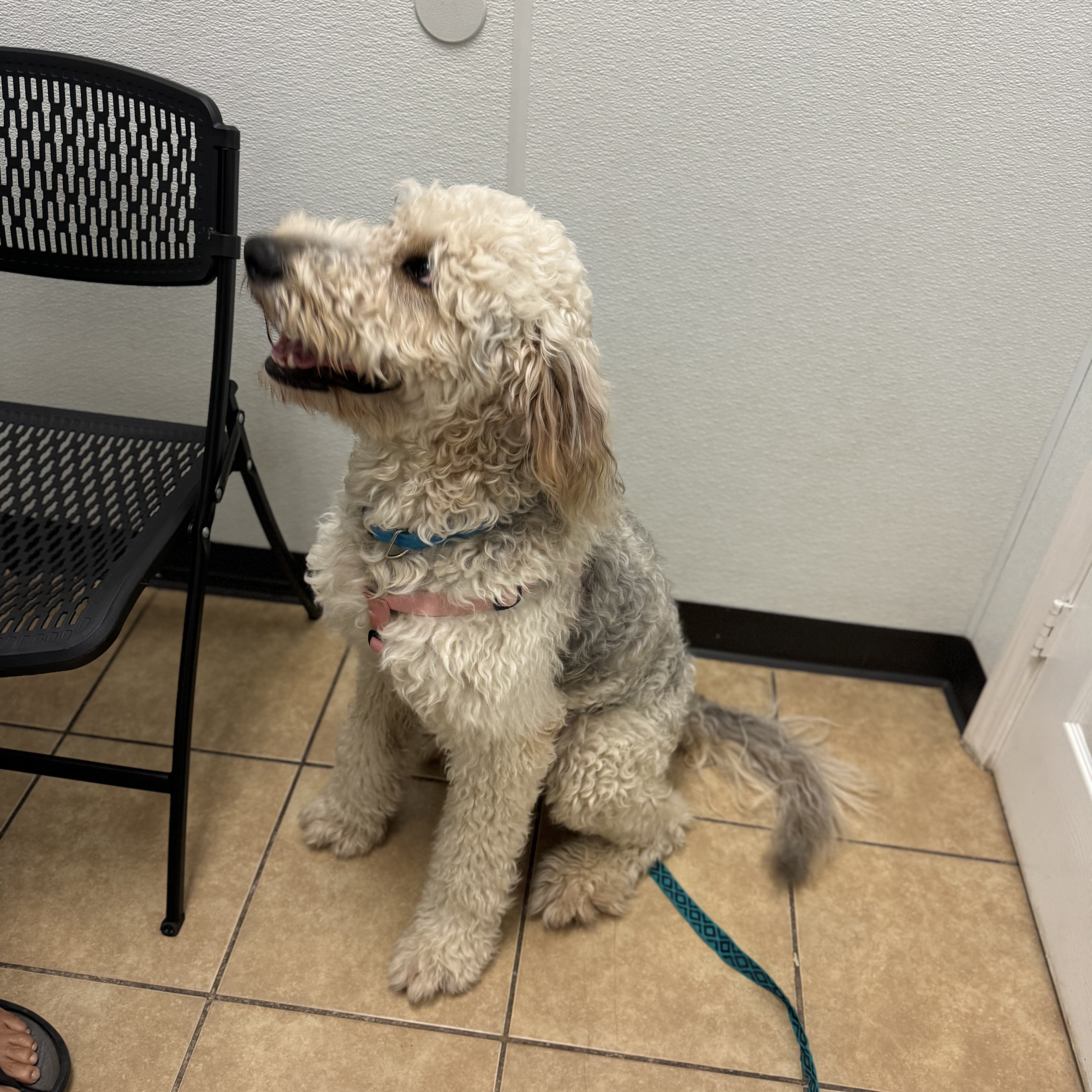 Sugar, a Adopted mixed breed in Alden, NY image 5/5