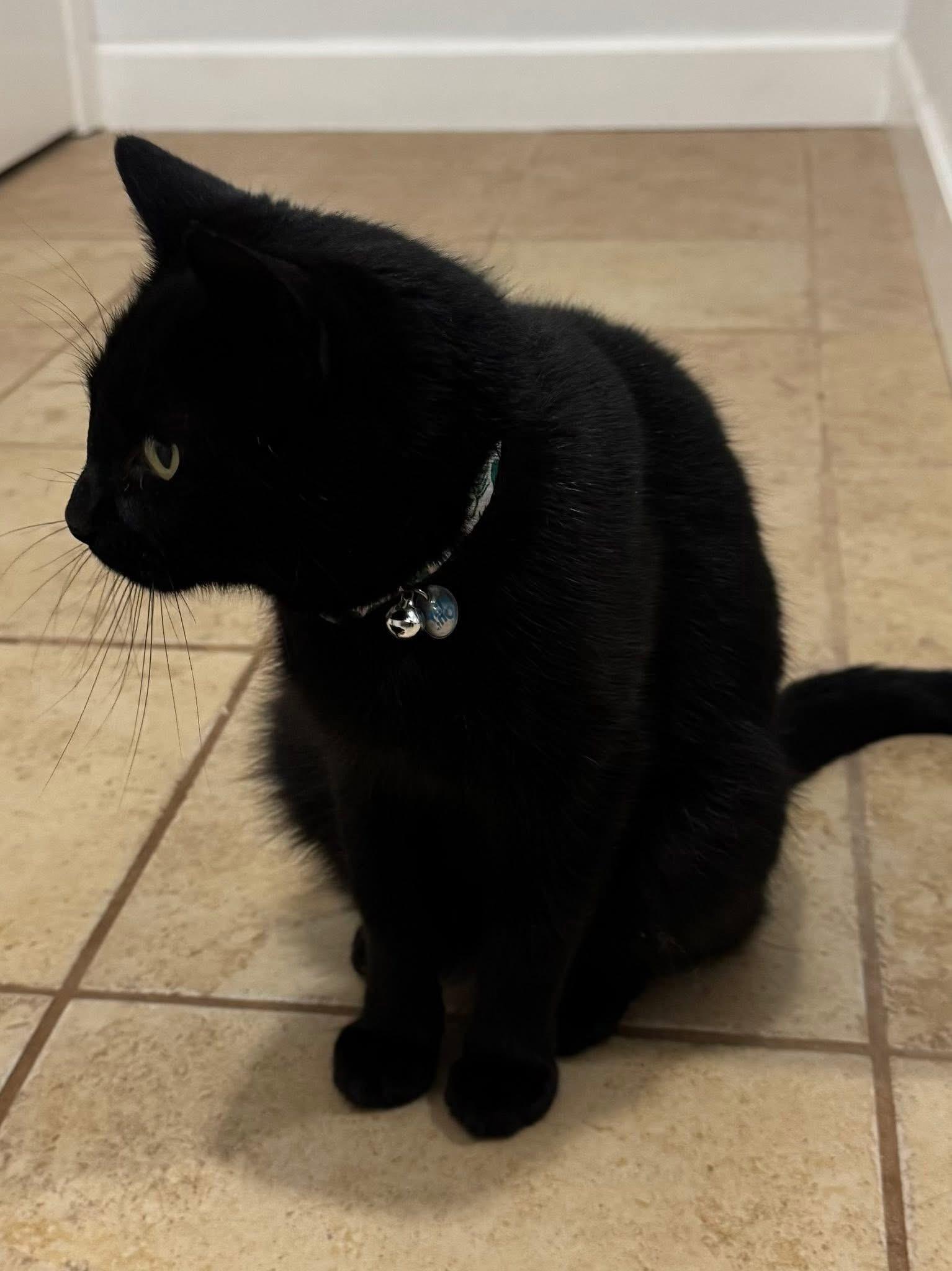 Flower, a Adoptable Domestic Short Hair in Harrisburg, PA image 5/6