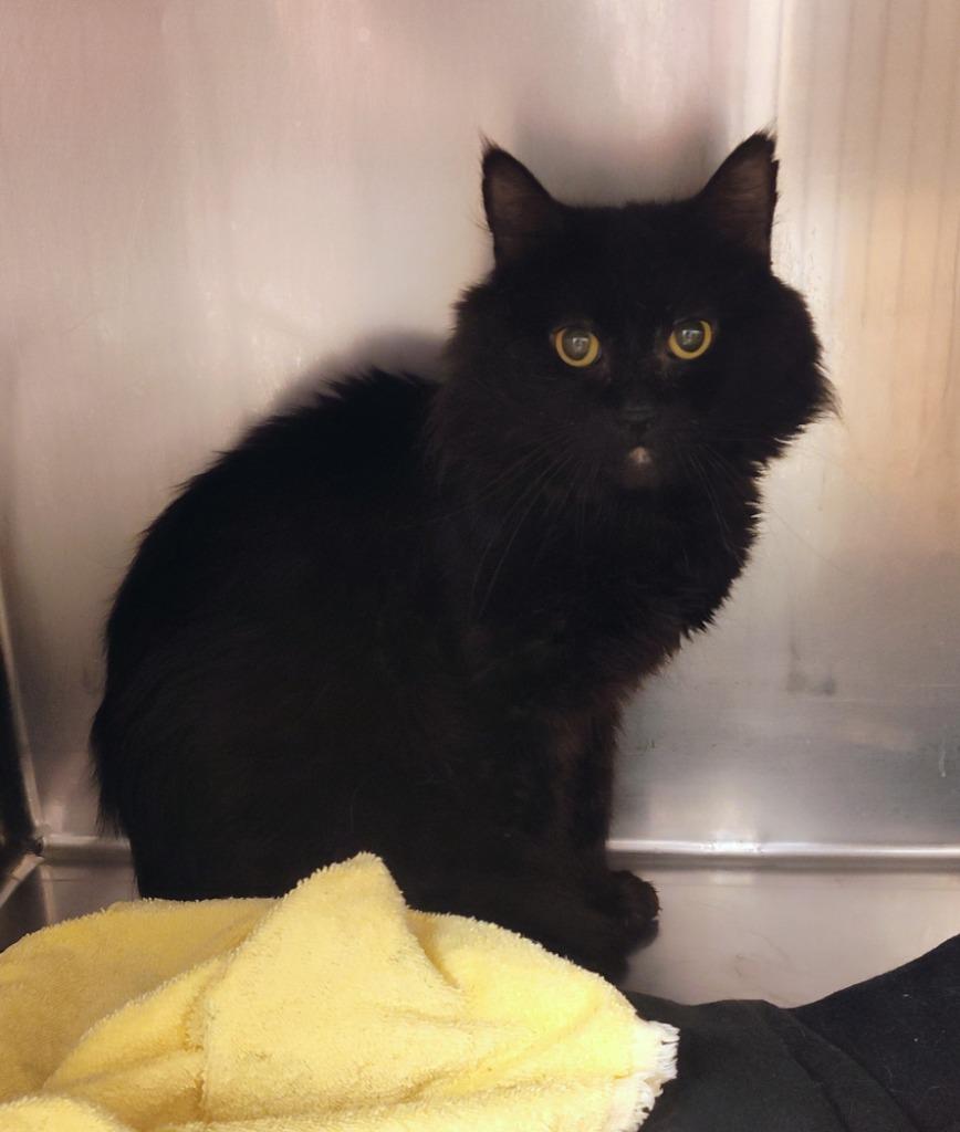 Enlarge Batty, a Adoptable mixed breed in Grand Forks, ND image 1/1