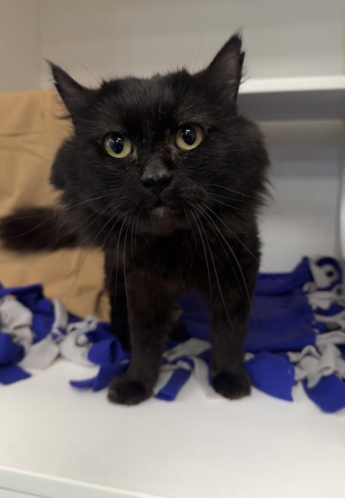 Enlarge Batty, a Adoptable mixed breed in Grand Forks, ND image 2/2