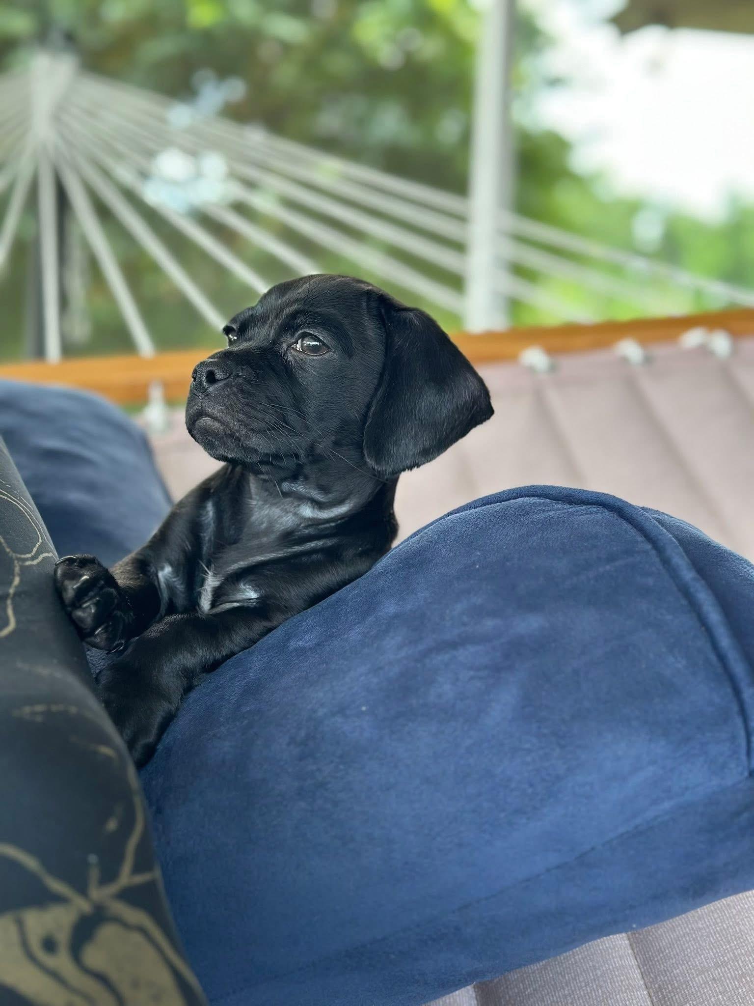 Cricket, Adopted, Puppy Male Dachshund & Pug.