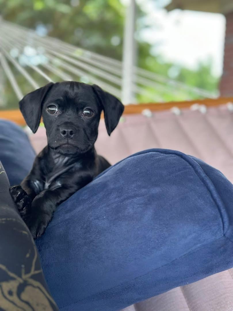 Cricket, a Adopted mixed breed in Elloree, SC image 2/2