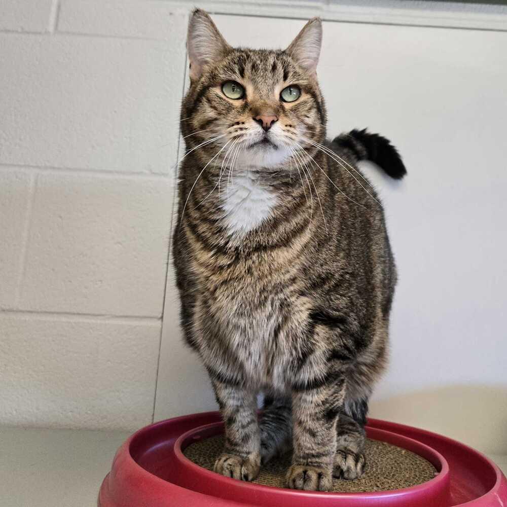 River, Adoptable, Adult Female Domestic Short Hair.