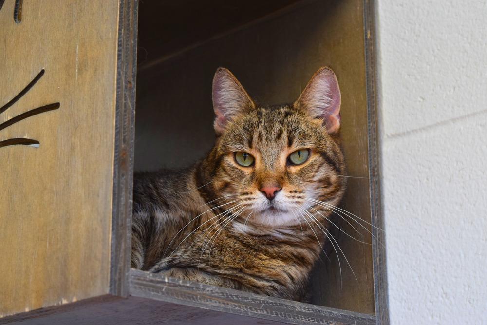 Enlarge River, a Adoptable mixed breed in Bowling Green, OH image 2/4