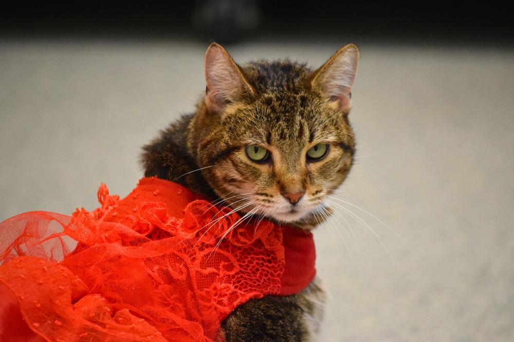 Enlarge River, a Adoptable mixed breed in Bowling Green, OH image 3/4