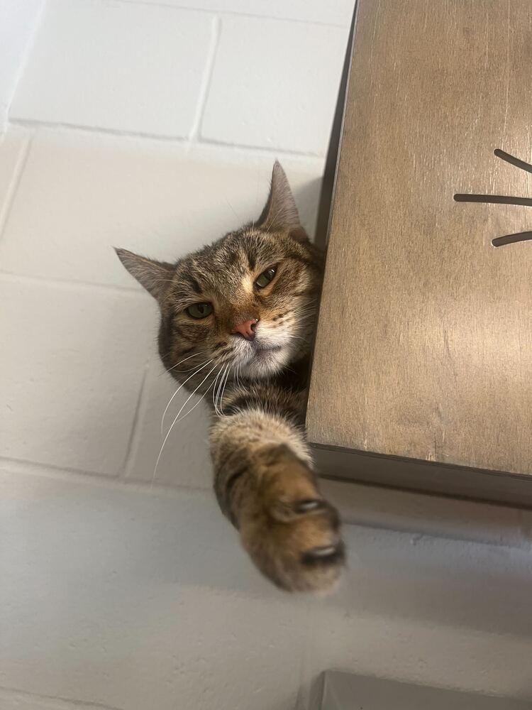 Enlarge River, a Adoptable mixed breed in Bowling Green, OH image 4/4