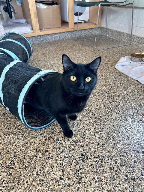 Enlarge OREO, a Adoptable Bombay in Frisco, CO image 1/1