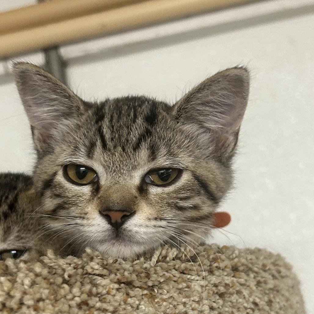 Danni, Adoptable, Kitten Female Domestic Short Hair.