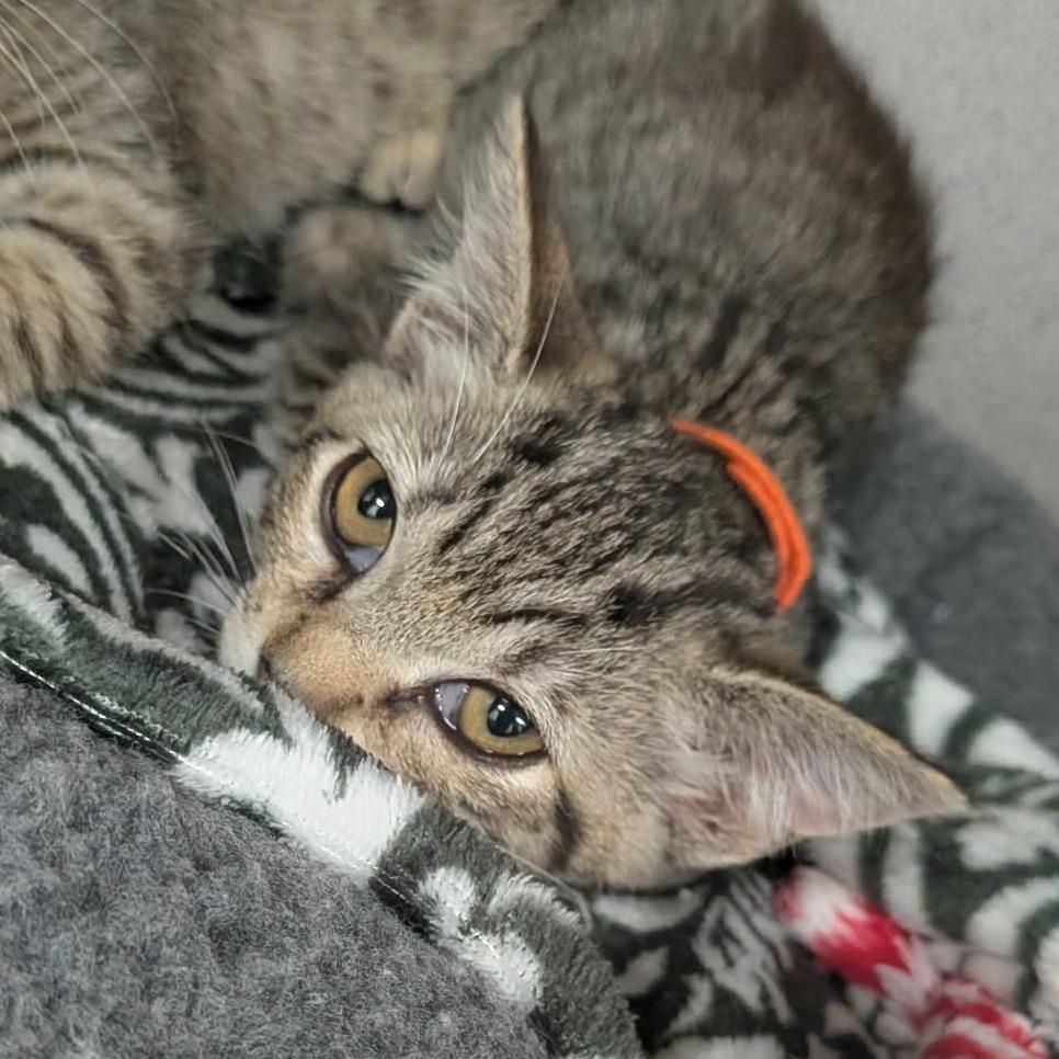 Enlarge Danni, a Adoptable Domestic Short Hair in Greenville, PA image 2/2