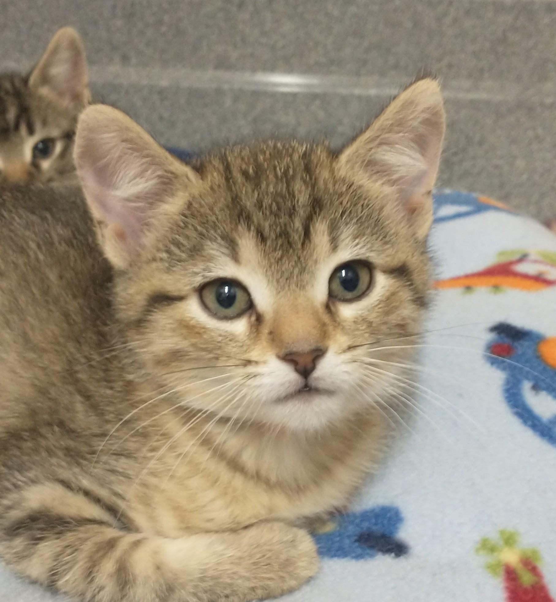 Enlarge Amery, an adopted Domestic Short Hair in Tomah, WI image 1/1