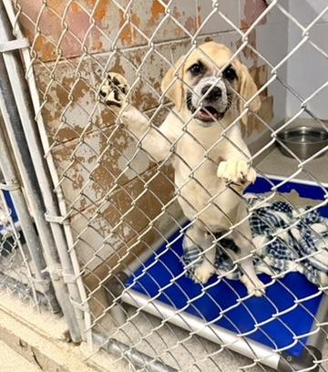 Enlarge Clyde, an adopted mixed breed in Petersburg, VA image 1/4