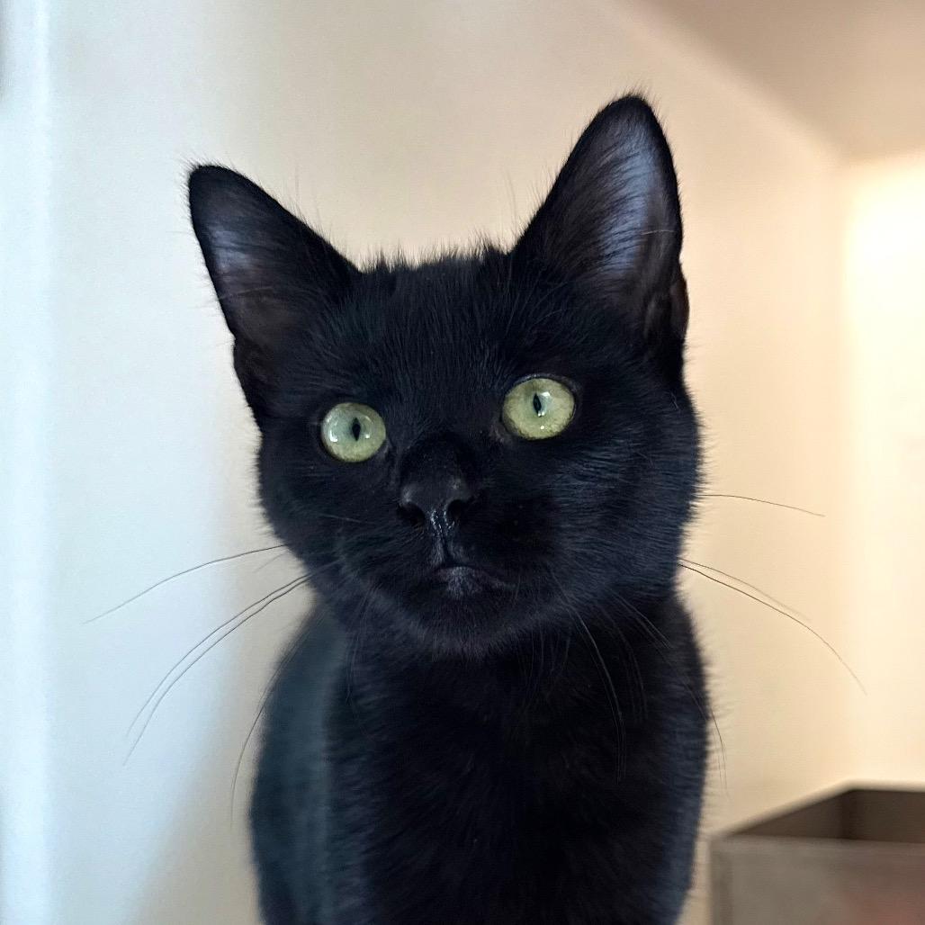 Enlarge Patches, a Adoptable Domestic Short Hair in Harrisonburg, VA image 1/4