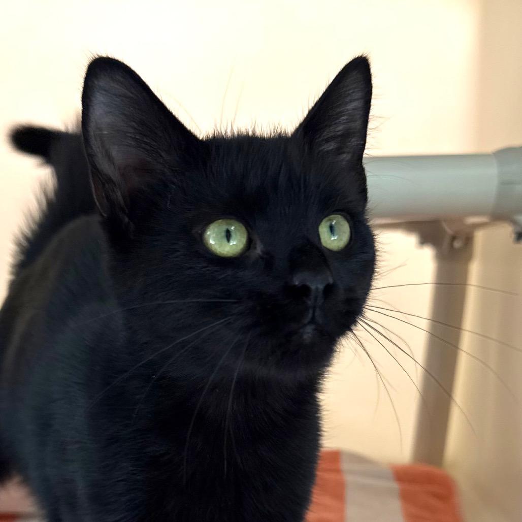 Enlarge Patches, a Adoptable Domestic Short Hair in Harrisonburg, VA image 2/4