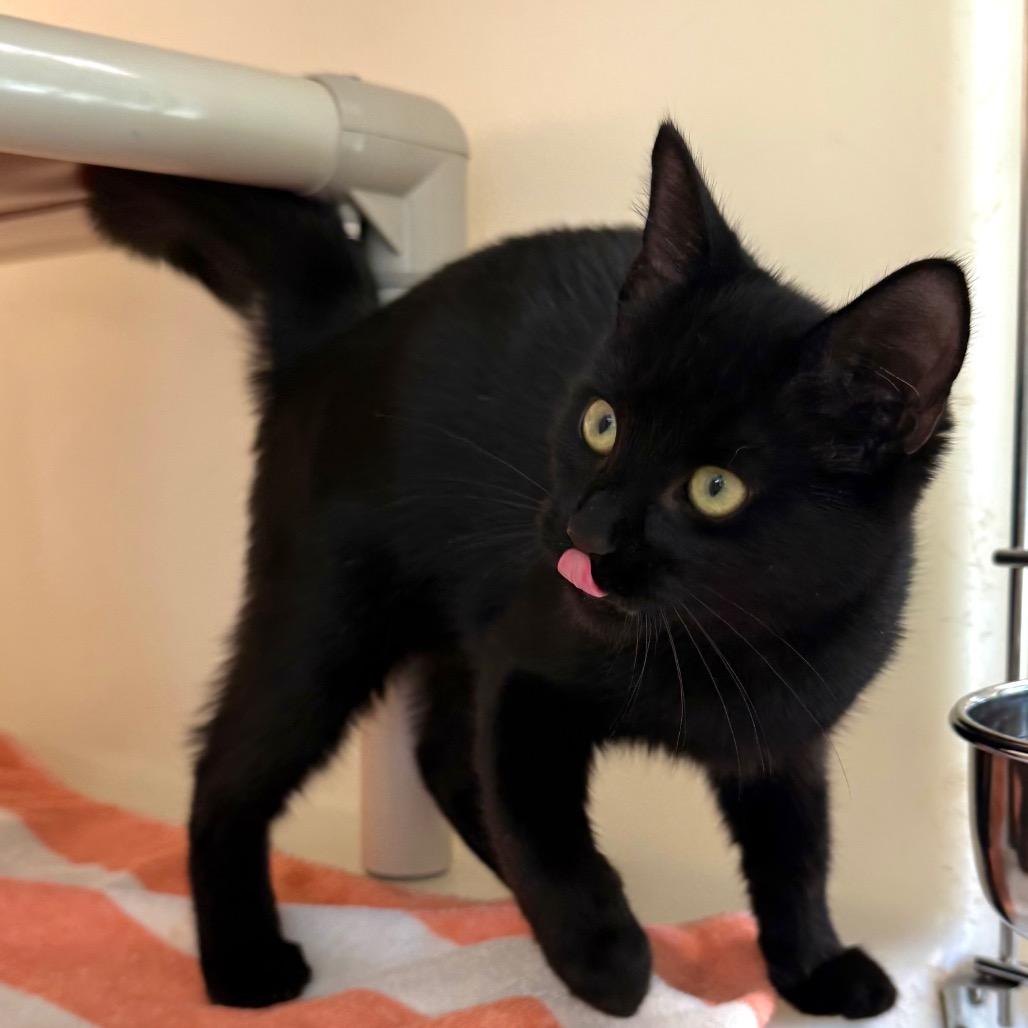 Enlarge Patches, a Adoptable Domestic Short Hair in Harrisonburg, VA image 3/4