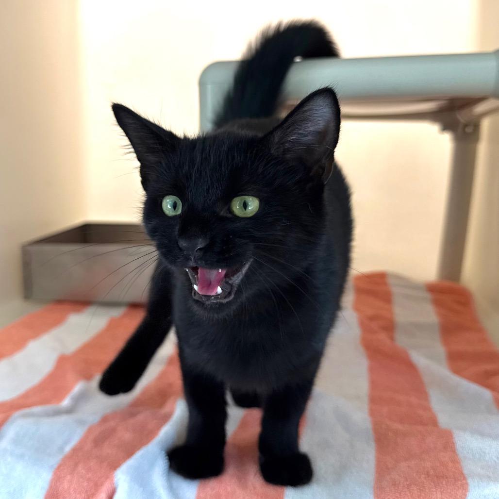 Enlarge Patches, a Adoptable Domestic Short Hair in Harrisonburg, VA image 4/4