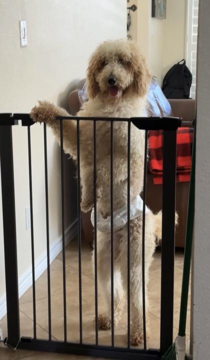 Kincaid, Adoptable, Adult Male Standard Poodle & Mixed Breed.