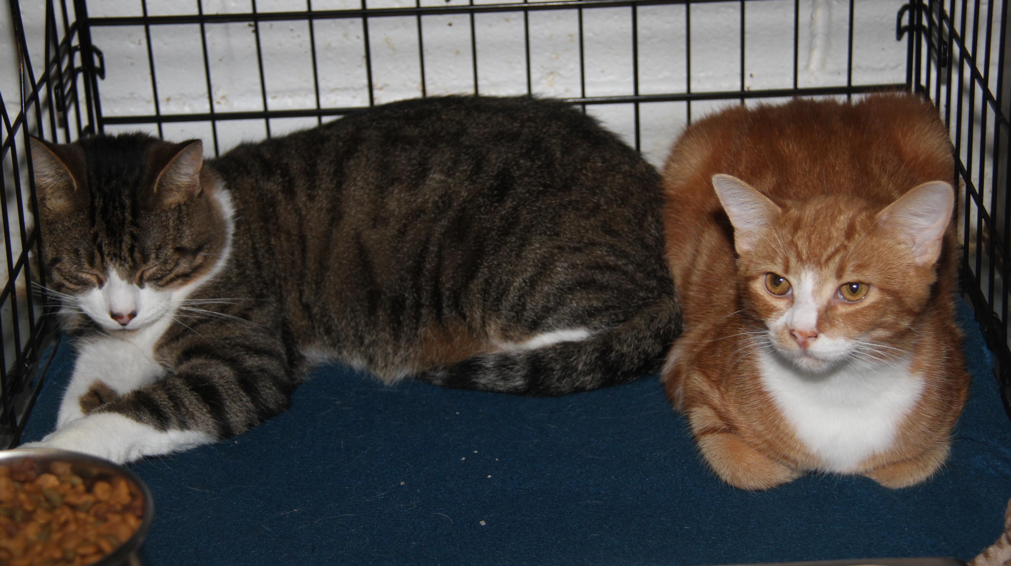 Monty & Foxy (Neutered) (Bonded Pair) (Photos 10/3/2025)
