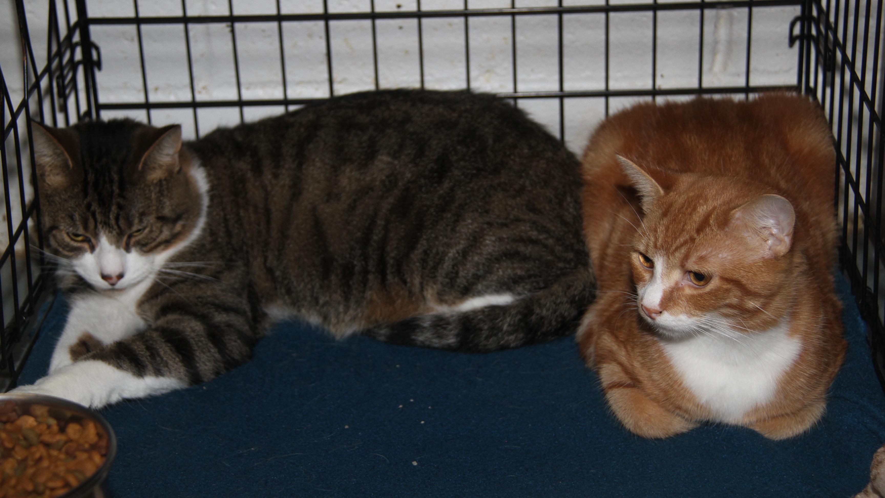 Monty & Foxy (Neutered) (Bonded Pair) (Photos 10/3/2025)