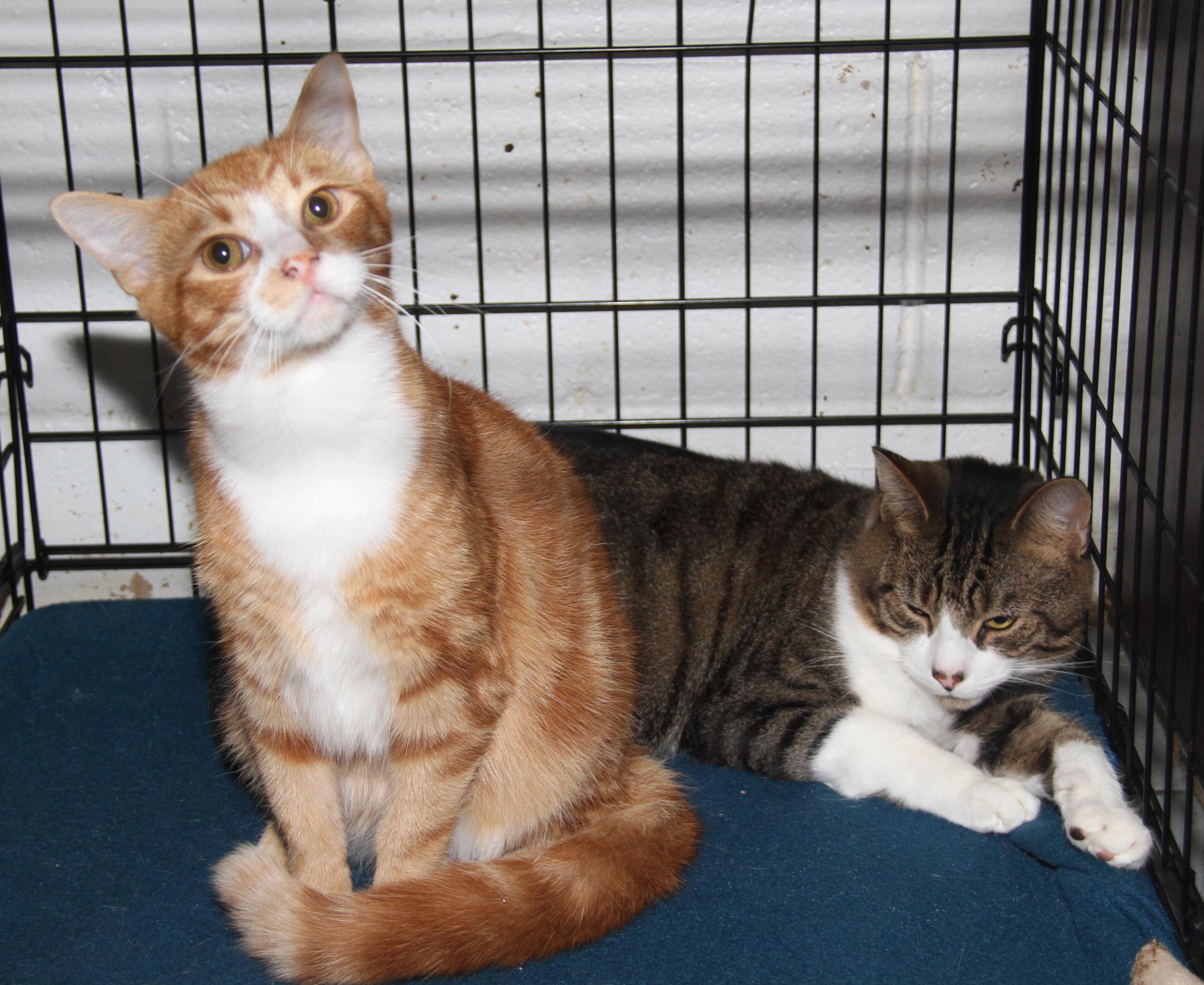 Monty & Foxy (Neutered) (Bonded Pair) (Photos 10/3/2025)