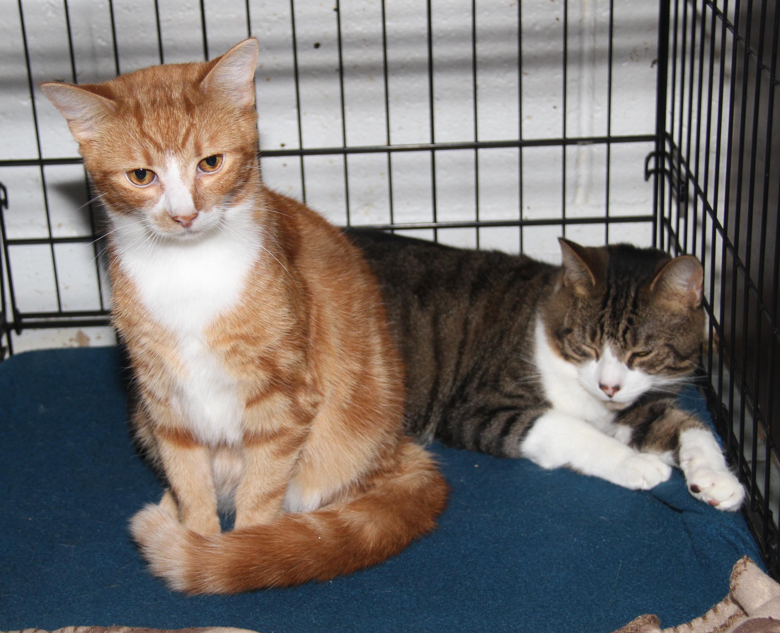 Monty & Foxy (Neutered) (Bonded Pair) (Photos 10/3/2025)
