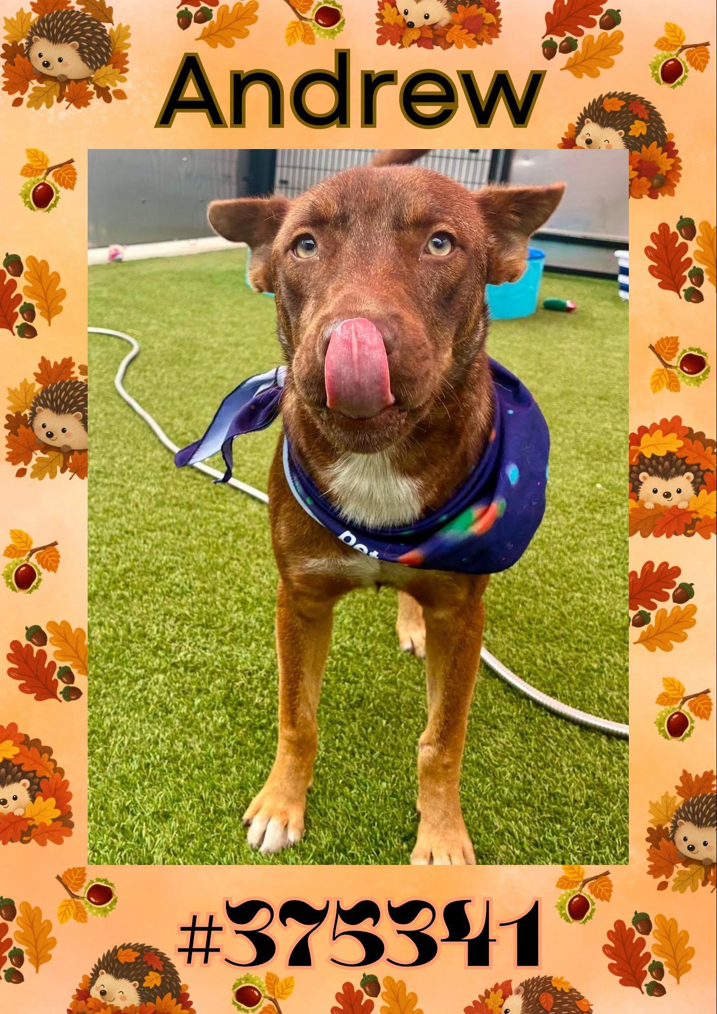 Andrew, Adoptable, Young Male Australian Cattle Dog / Blue Heeler.