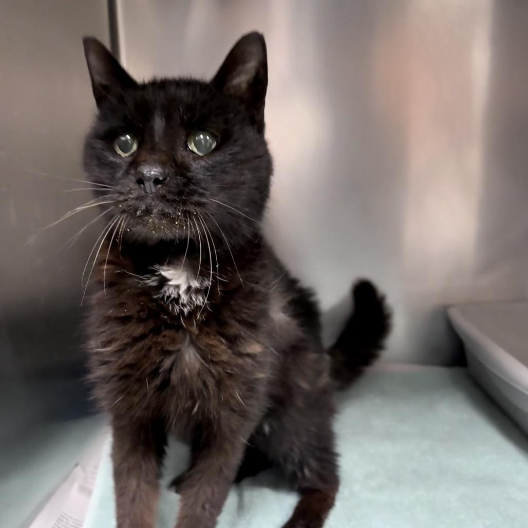 Milk Dud, Adoptable, Adult Female Domestic Short Hair.