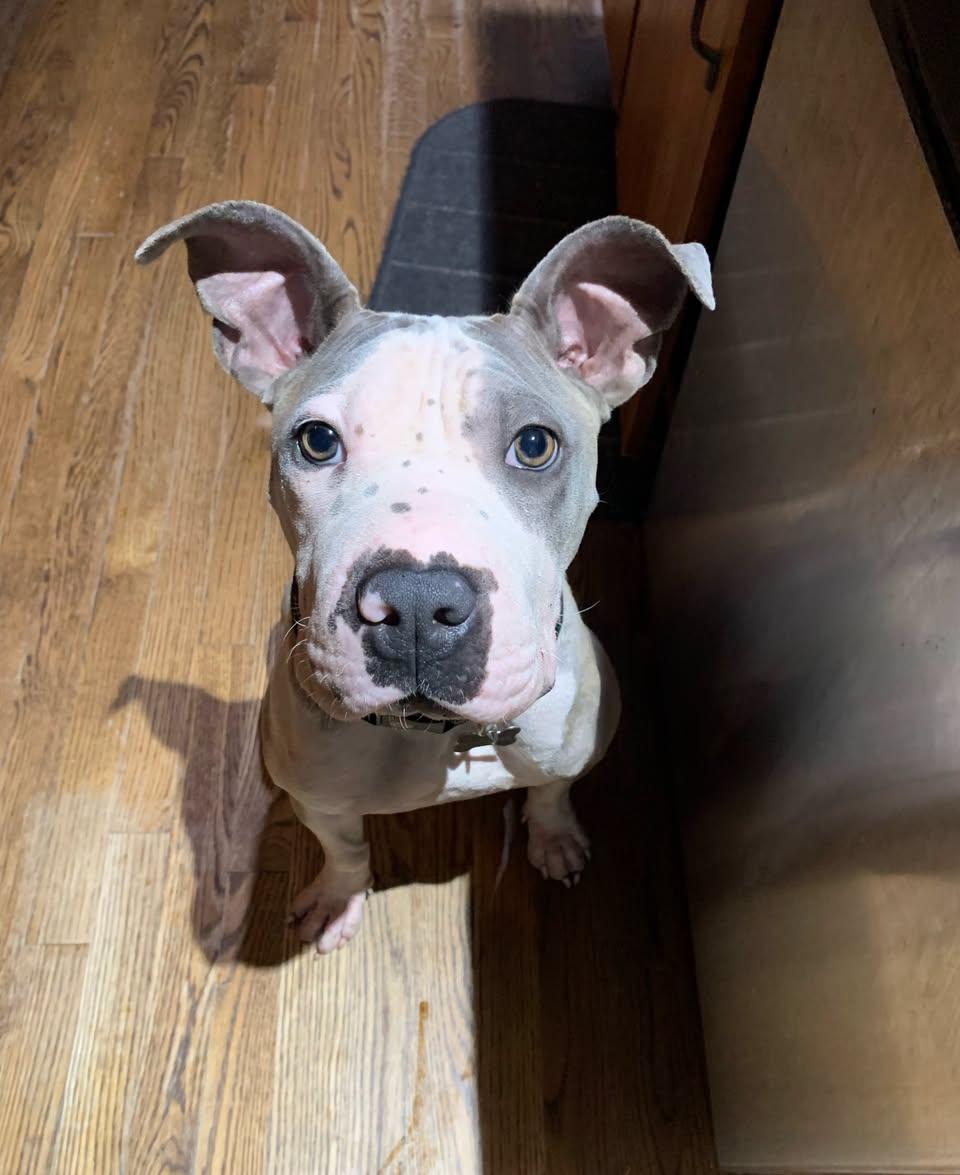 Vivian Vance, a ADOPTABLE Mixed Breed in Memphis, TN image 2/6