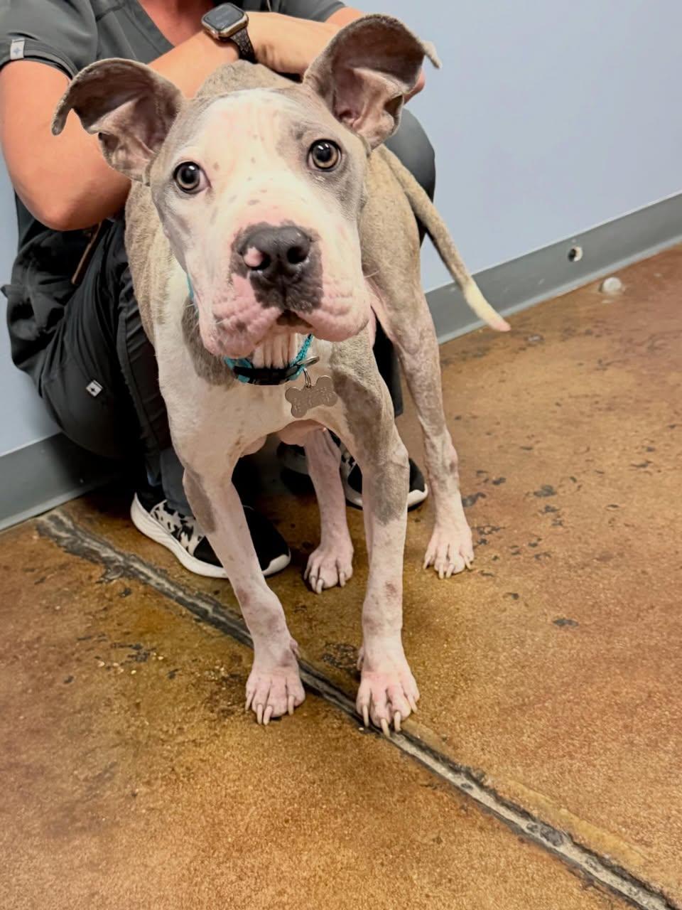 Vivian Vance, a ADOPTABLE Mixed Breed in Memphis, TN image 1/5