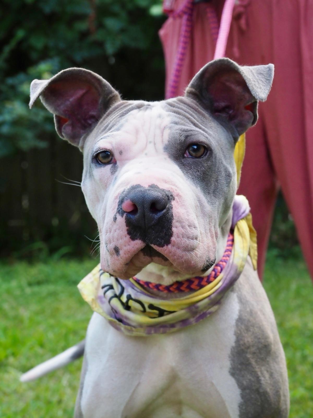 Vivian Vance, Adoptable, Adult Female Mixed Breed.