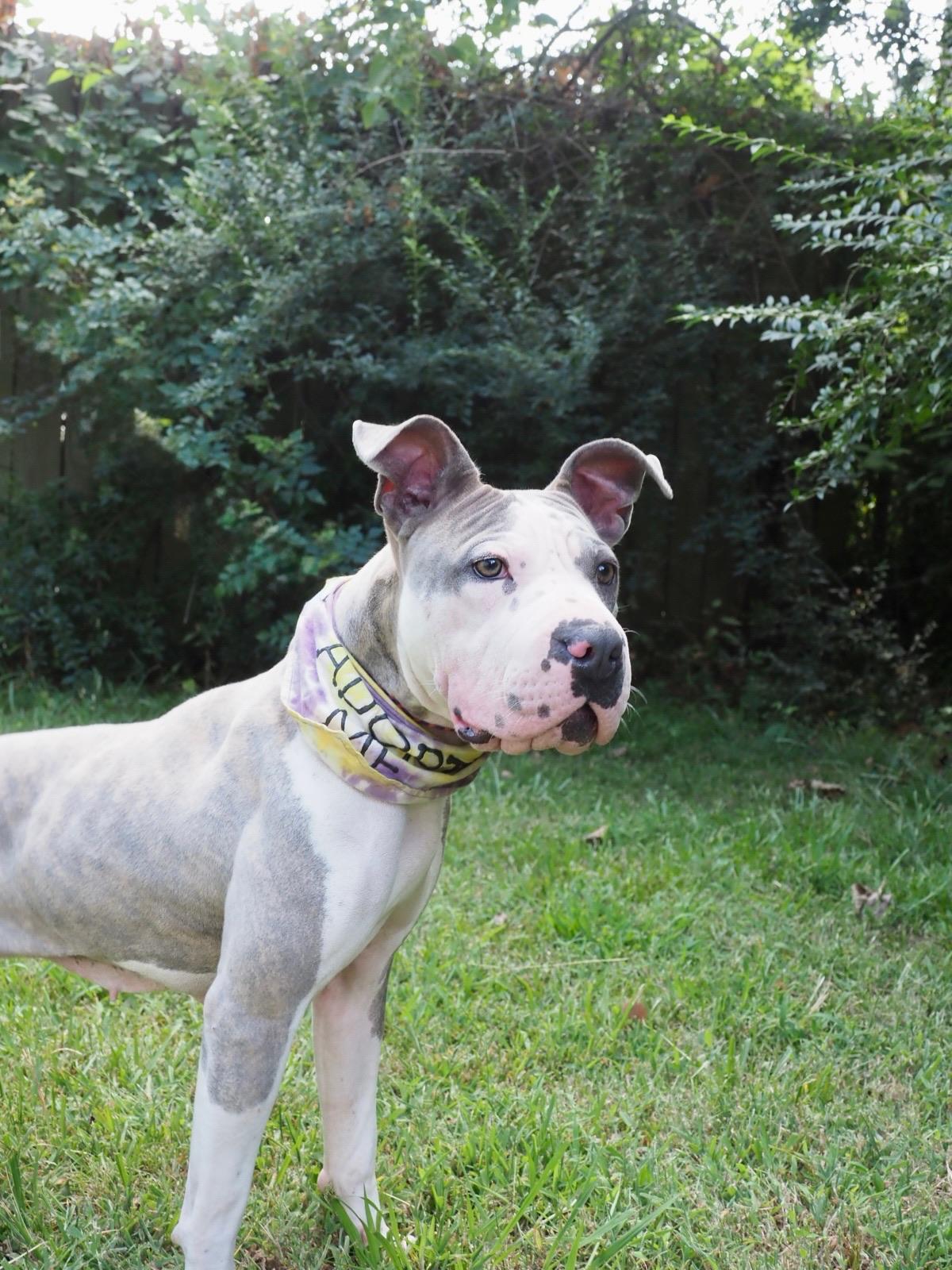 Enlarge Vivian Vance, a Adoptable Mixed Breed in Memphis, TN image 2/6