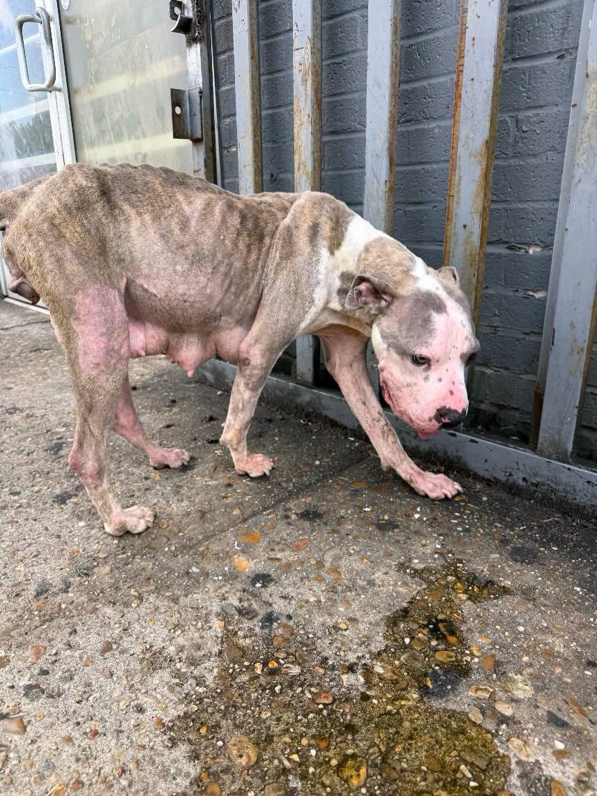 Vivian Vance, a ADOPTABLE Mixed Breed in Memphis, TN image 2/5