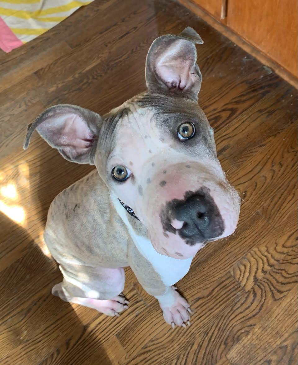 Vivian Vance, a ADOPTABLE Mixed Breed in Memphis, TN image 1/6