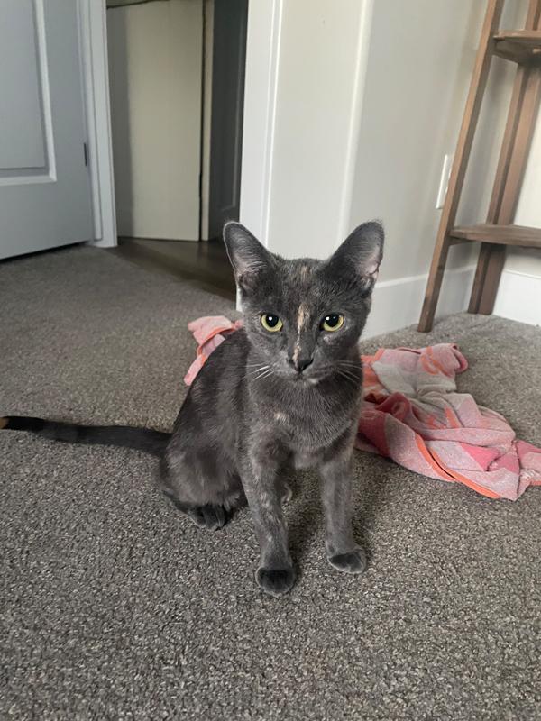 Fern  Sweet Dilute thumbnail 5