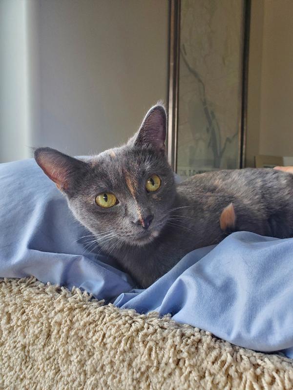 Fern  Sweet Dilute thumbnail 3