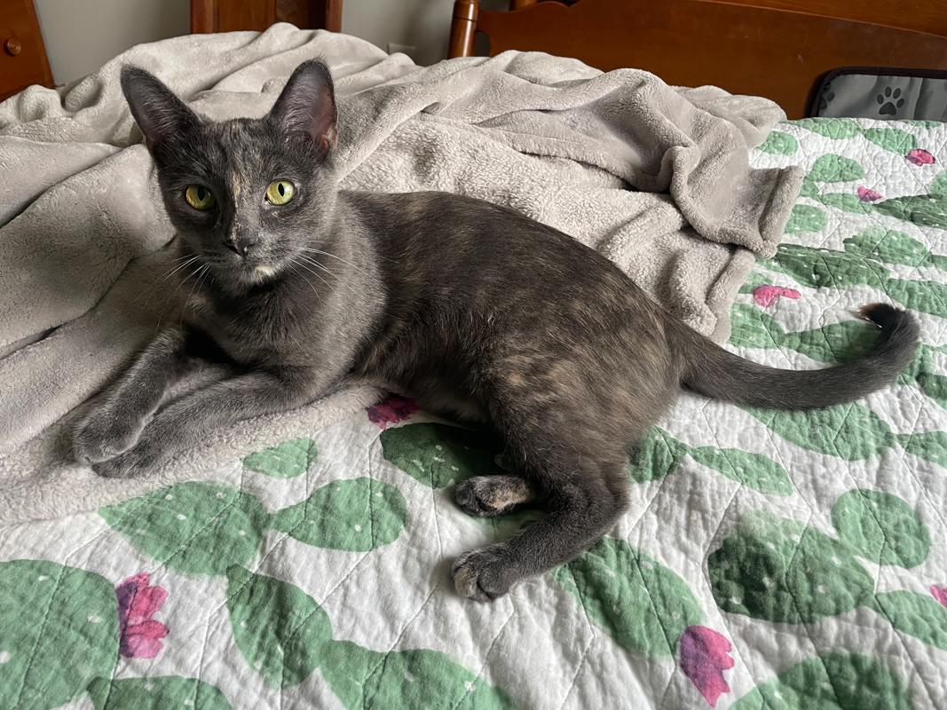 Fern  Sweet Dilute thumbnail 6