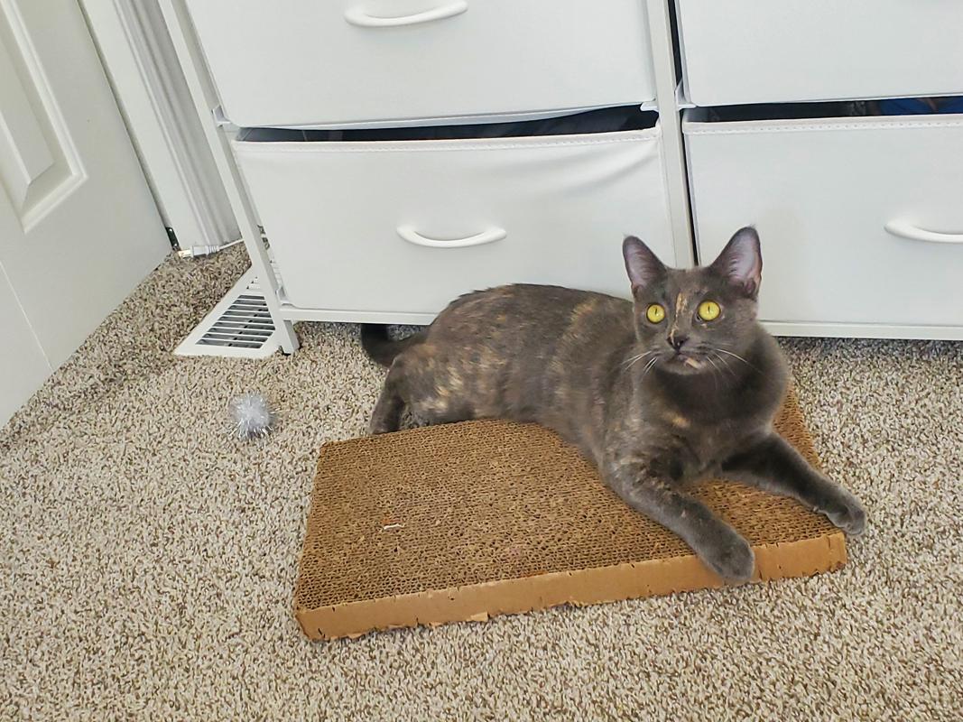 Fern  Sweet Dilute thumbnail 4