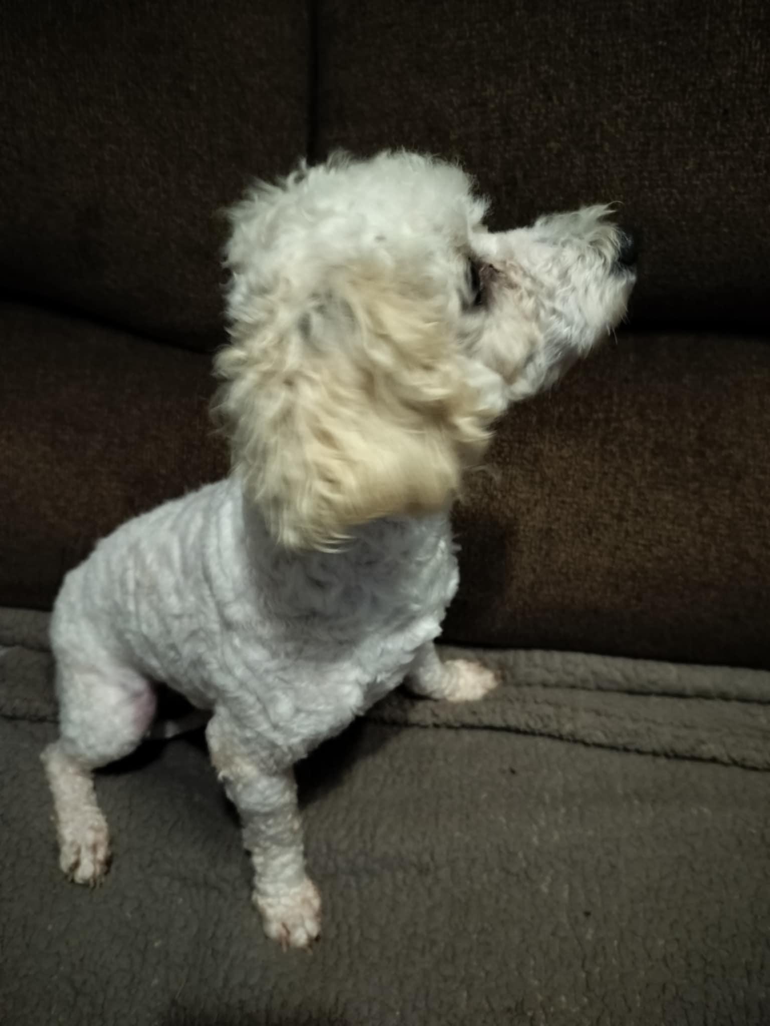 Enlarge LISA, a Adopted Poodle in Harlem, GA image 3/5