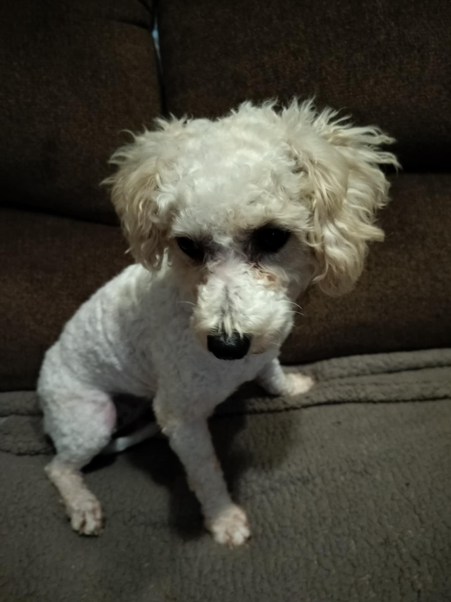 Enlarge LISA, a Adopted Poodle in Harlem, GA image 5/5