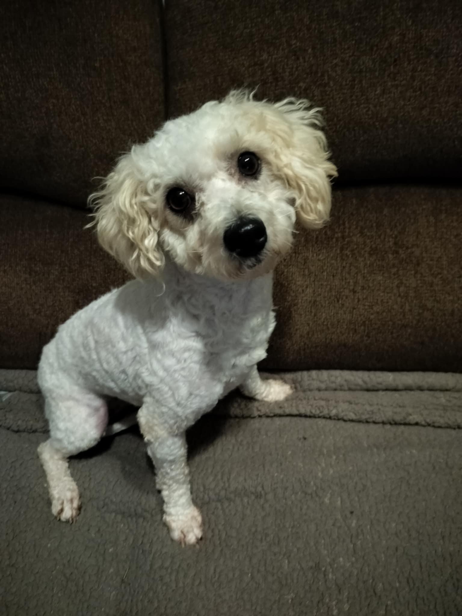 LISA, Adopted, Adult Female Poodle.