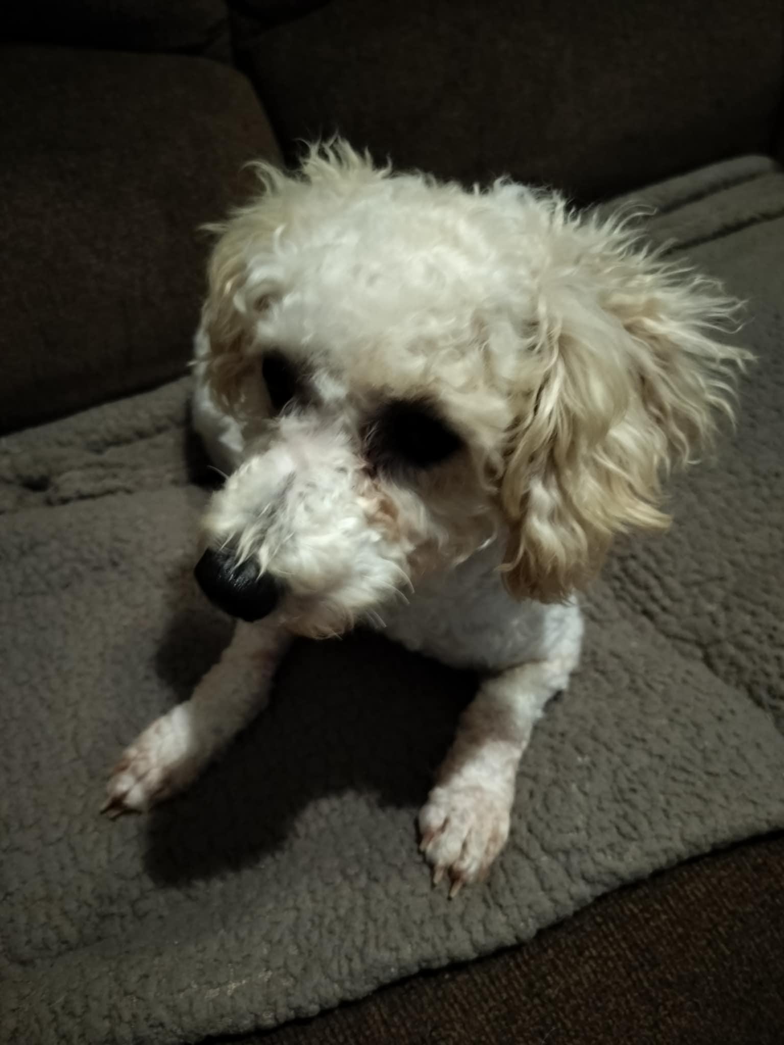 Enlarge LISA, a Adopted Poodle in Harlem, GA image 2/5