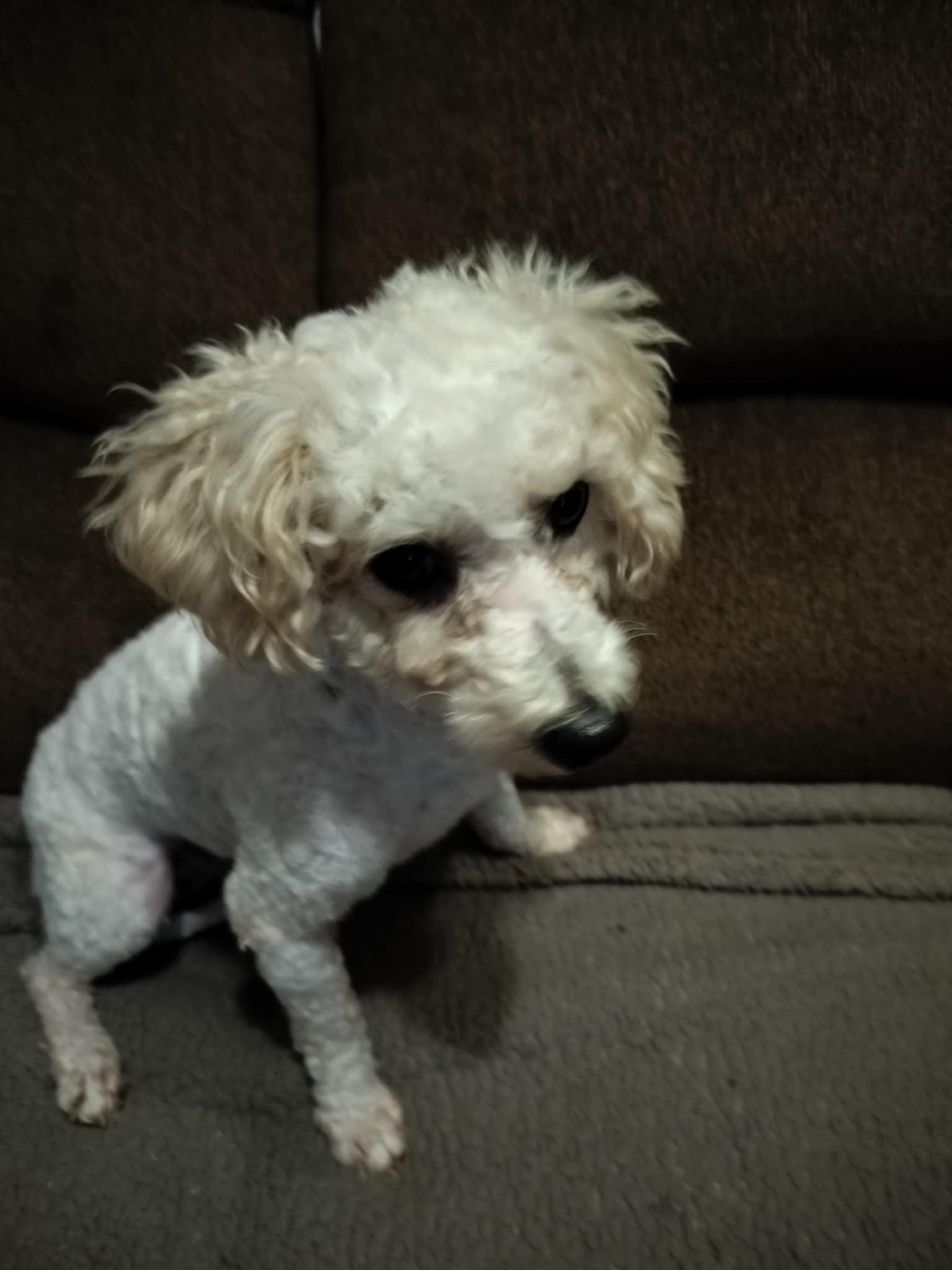 Enlarge LISA, a Adopted Poodle in Harlem, GA image 4/5